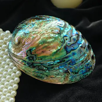 Abalone Shell Naturale Lustruit Ambarcațiuni Scoica Decorațiuni Interioare Mari, Luminoase Verde Alb Acvariu De Amenajare A Teritoriului Nunta Decor Peisaj 