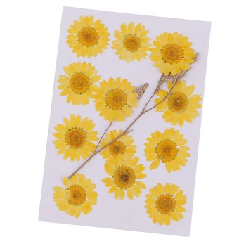 12X Apăsat Naturale Uscate de Flori de Crizantema Pentru Scrapbooking Carte de a Face 